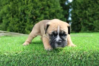 Duke, a male English Bulldog for sale in Middlebury, IN – 4 of 7
