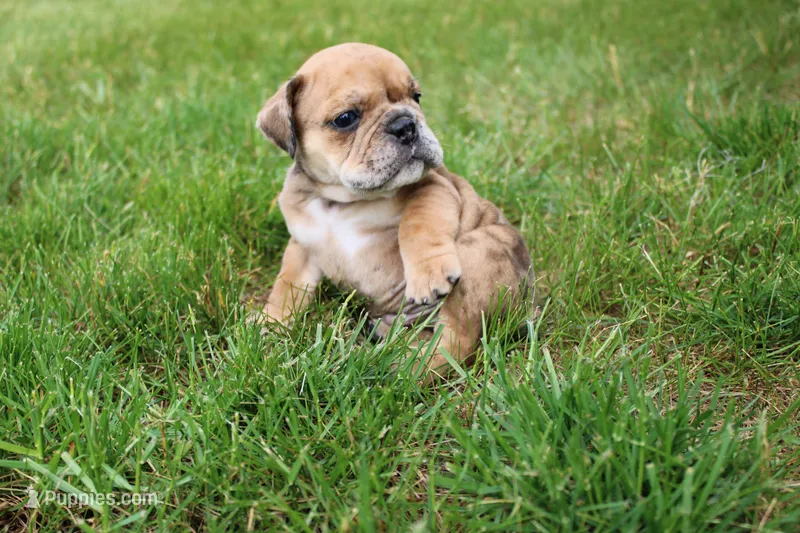 Dash – English Bulldog puppy for sale in Middlebury, IN