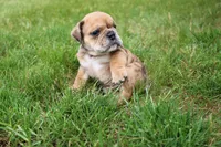 Dash, a male English Bulldog for sale in Middlebury, IN – 1 of 10