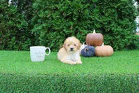 AKC Emmett(tiny), a male Poodle - Toy  for sale in Middlebury, IN – 4 of 8