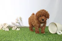 AKC Curry (tiny), a male Poodle - Toy  for sale in Middlebury, IN – 2 of 5
