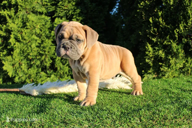 Dallas – English Bulldog puppy for sale in Middlebury, IN
