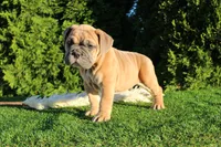 Dallas, a male English Bulldog for sale in Middlebury, IN – 4 of 10