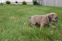 Dallas, a male English Bulldog for sale in Middlebury, IN – 6 of 9