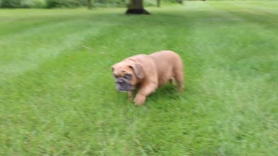 Debbi, a female English Bulldog for sale in Middlebury, IN – 10 of 10