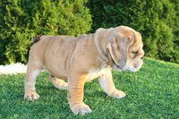 Dash, a male English Bulldog for sale in Middlebury, IN – 5 of 9