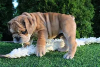 Dash, a male English Bulldog for sale in Middlebury, IN – 2 of 9