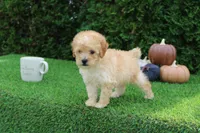 AKC Emmett(tiny), a male Poodle - Toy  for sale in Middlebury, IN – 3 of 8