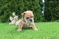 Dash, a male English Bulldog for sale in Middlebury, IN – 7 of 10