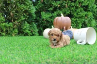 Ezra, a male Poodle - Toy  for sale in Middlebury, IN – 6 of 7