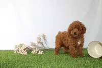 AKC Curry (tiny), a male Poodle - Toy  for sale in Middlebury, IN – 3 of 5