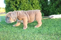 Debbi, a female English Bulldog for sale in Middlebury, IN – 8 of 9