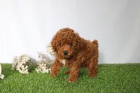 AKC Curry (tiny), a male Poodle - Toy  for sale in Middlebury, IN – 4 of 5