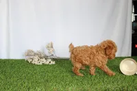AKC Conner (tiny), a female Poodle - Toy  for sale in Middlebury, IN – 5 of 8