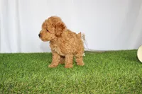 AKC Conner (tiny), a female Poodle - Toy  for sale in Middlebury, IN – 6 of 8