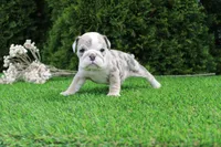 Daisy, a female English Bulldog for sale in Middlebury, IN – 4 of 6