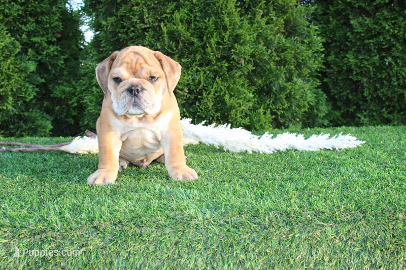 Dash – English Bulldog puppy for sale in Middlebury, IN