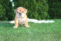 Dash, a male English Bulldog for sale in Middlebury, IN – 1 of 9