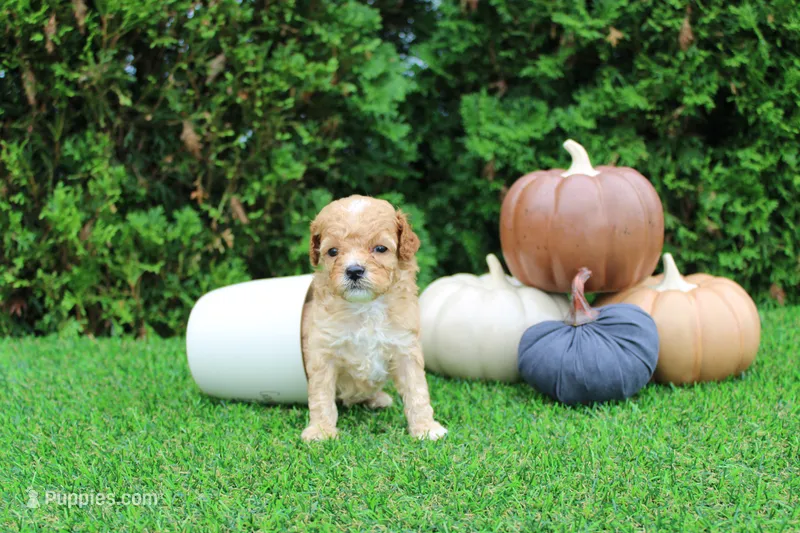AKC Echo(tiny) – Poodle - Toy  puppy for sale in Middlebury, IN