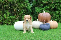 Echo, a male Poodle - Toy  for sale in Middlebury, IN – 5 of 8