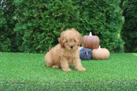 AKC Finn(tiny), a male Poodle - Toy  for sale in Middlebury, IN – 2 of 9