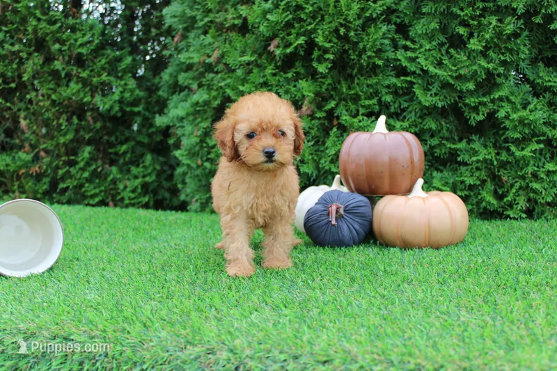 AKC Faye(tiny) – Poodle - Toy  puppy for sale in Middlebury, IN