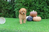 AKC Faye(tiny), a female Poodle - Toy  for sale in Middlebury, IN – 4 of 10