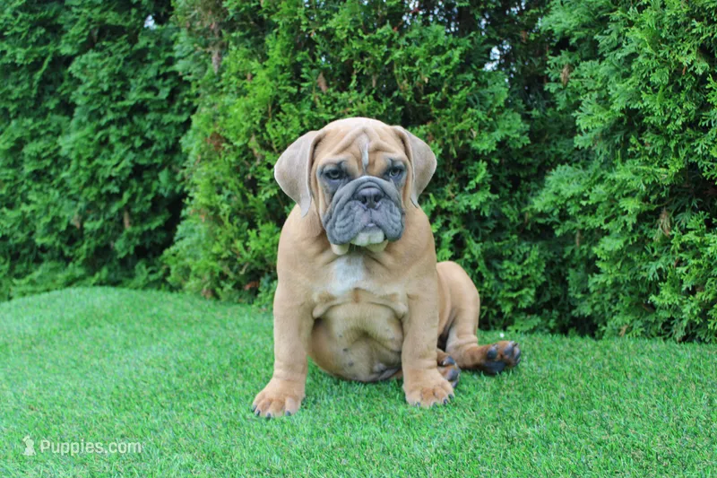 Debbi – English Bulldog puppy for sale in Middlebury, IN