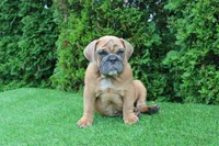 Debbi, a female English Bulldog for sale in Middlebury, IN – 1 of 10