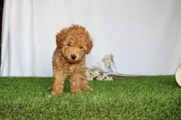 AKC Conner (tiny), a female Poodle - Toy  for sale in Middlebury, IN – 4 of 8