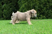 Dallas, a male English Bulldog for sale in Middlebury, IN – 3 of 9