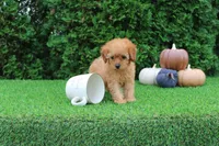 AKC Faye(tiny), a female Poodle - Toy  for sale in Middlebury, IN – 5 of 10
