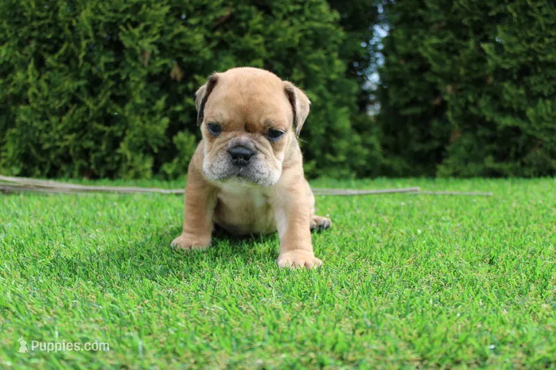 Dash – English Bulldog puppy for sale in Middlebury, IN