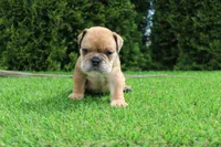 Dash, a male English Bulldog for sale in Middlebury, IN – 2 of 10