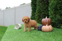AKC Faye(tiny), a female Poodle - Toy  for sale in Middlebury, IN – 3 of 10