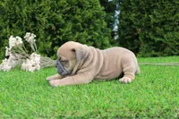 Dallas, a male English Bulldog for sale in Middlebury, IN – 4 of 9