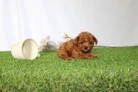 AKC Callie (tiny), a female Poodle - Toy  for sale in Middlebury, IN – 3 of 5