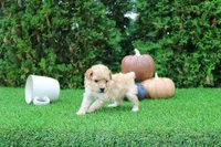 Emmett, a male Poodle - Toy  for sale in Middlebury, IN – 5 of 8
