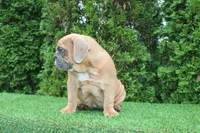 Debbi, a female English Bulldog for sale in Middlebury, IN – 6 of 10