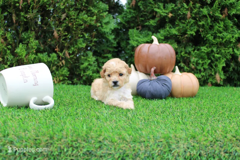 AKC Emmett(tiny) – Poodle - Toy  puppy for sale in Middlebury, IN
