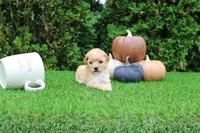 Emmett, a male Poodle - Toy  for sale in Middlebury, IN – 7 of 8