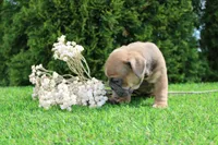 Debbi, a female English Bulldog for sale in Middlebury, IN – 5 of 6