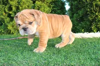 Dash, a male English Bulldog for sale in Middlebury, IN – 4 of 9