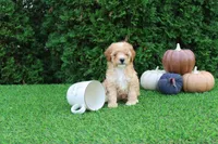 AKC Echo(tiny), a male Poodle - Toy  for sale in Middlebury, IN – 1 of 8