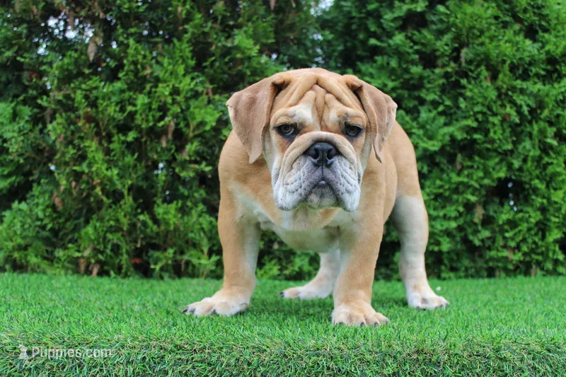 Dash – English Bulldog puppy for sale in Middlebury, IN
