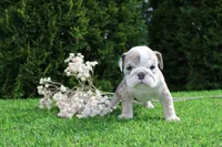 Daisy, a female English Bulldog for sale in Middlebury, IN – 2 of 6