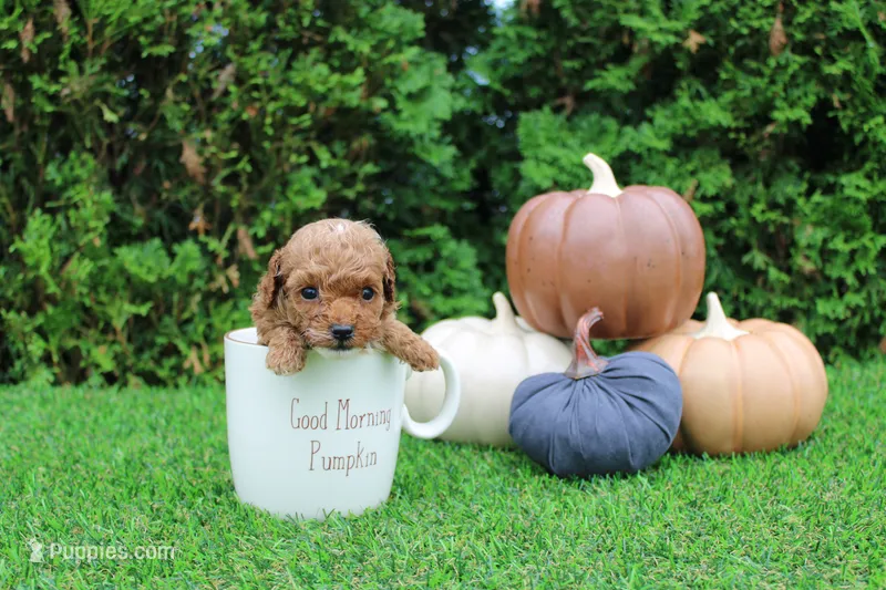 Ezra – Poodle - Toy  puppy for sale in Middlebury, IN