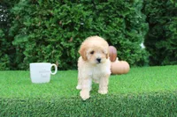 AKC Emmett(tiny), a male Poodle - Toy  for sale in Middlebury, IN – 7 of 8
