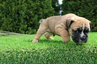 Duke, a male English Bulldog for sale in Middlebury, IN – 6 of 7