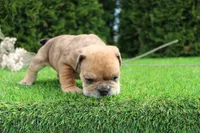 Dash, a male English Bulldog for sale in Middlebury, IN – 8 of 10